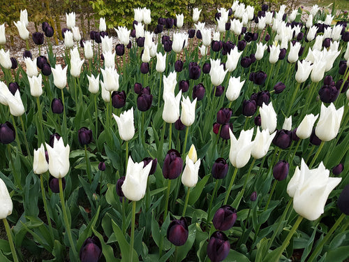 Mieszanka cebulek czarno-białych tulipanów - DutchGrown™ Zebra Collection