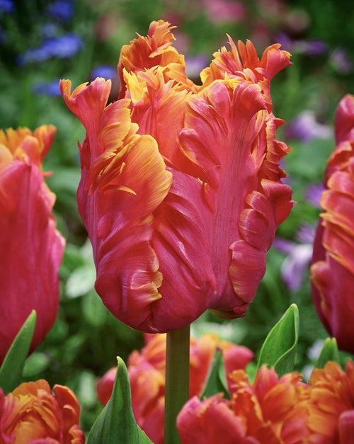 Tulipan Amazing Parrot