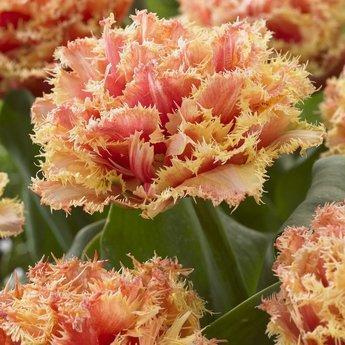 Cebulki tulipanów Brisbane