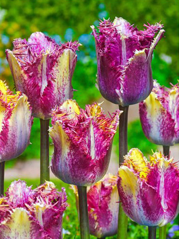 Tulipan Colour Fusion