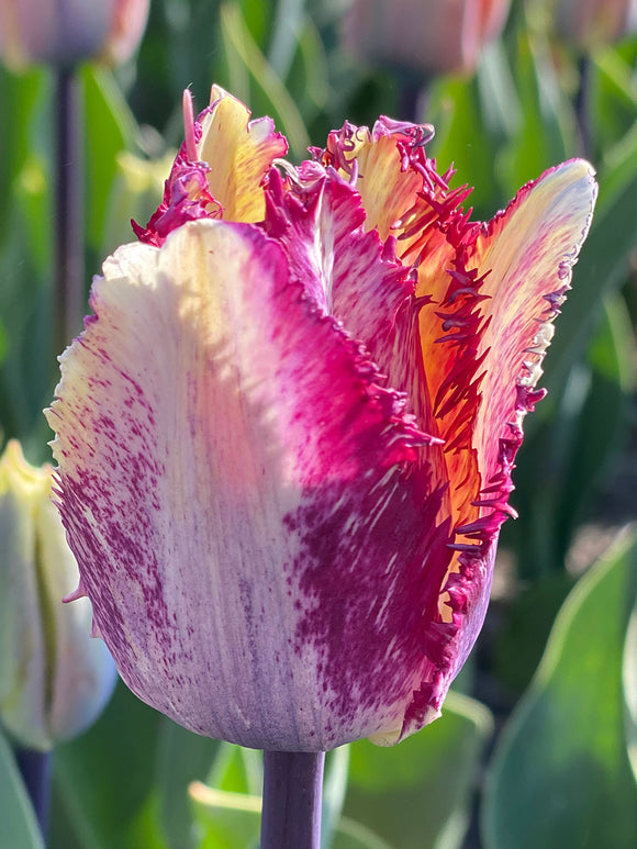 Tulipan Colour Fusion - DutchGrown