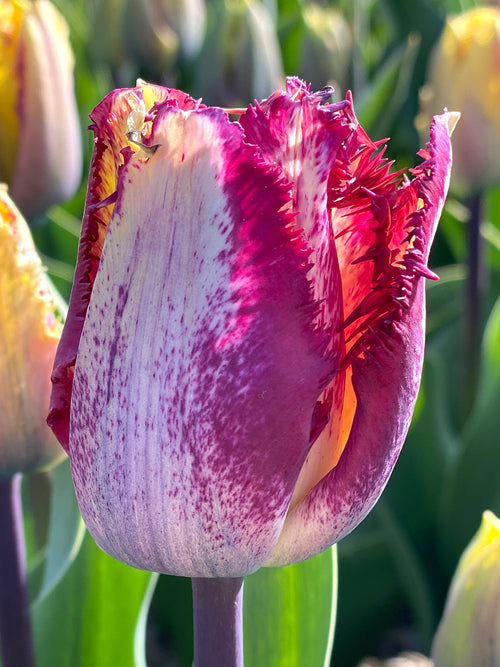 Tulipan Colour Fusion - DutchGrown