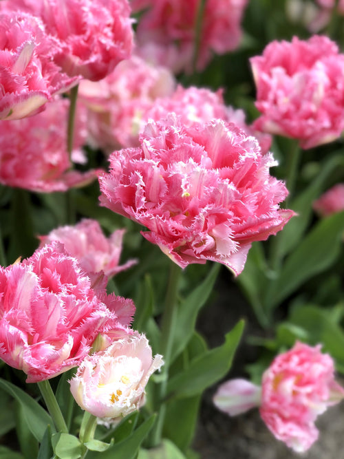 Kup cebulki tulipanów Crispion Sweet z dostawą w Polsce