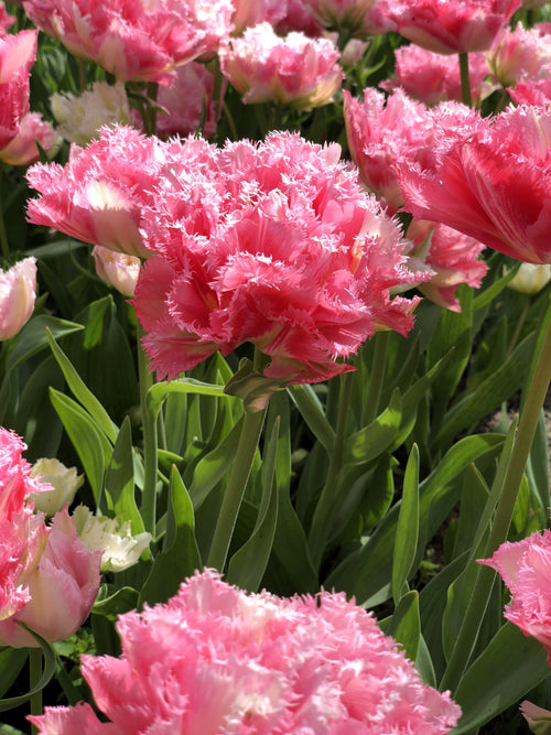 Kup cebule tulipanów z Holandii Crispion Sweet