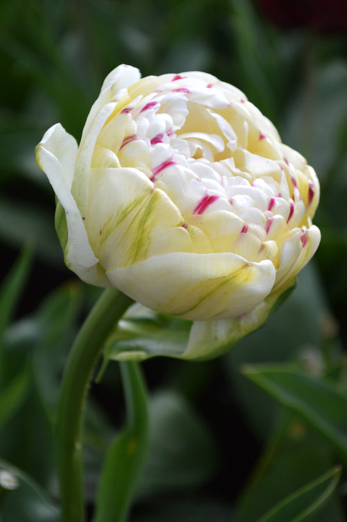 Ekskluzywne cebulki tulipanów z Holandii - Tulip Danceline, białe, różowe, czerwone paski