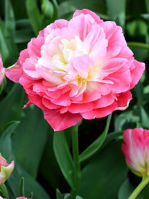 Tulipan Double Sugar