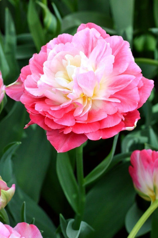 Tulipan Pełny 'Double Touch' 