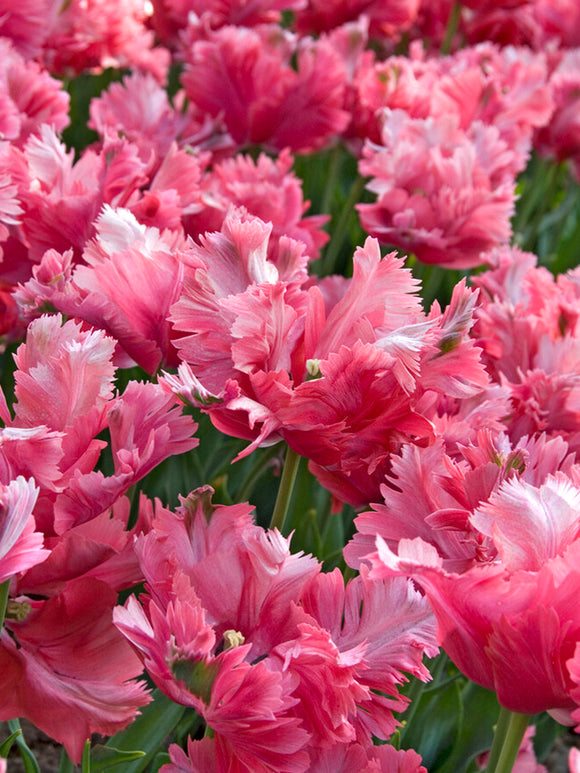 Kup Tulipan Flamingo Queen - DutchGrown