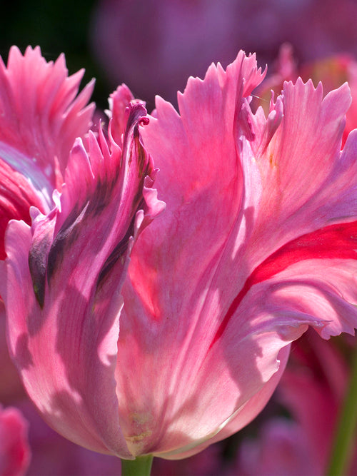 Kup Tulipan Flamingo Queen - DutchGrown