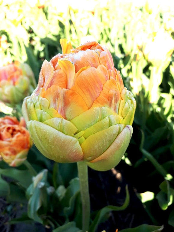 Tulipan Olbrzymia Brzoskwinia - Ogromne Tulipany Brzoskwiniowe