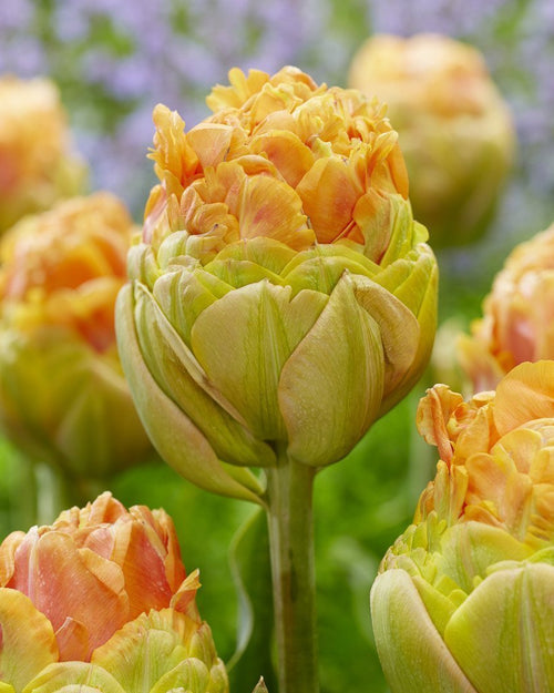 Tulipan Giant Peach - Huge Peach Tulips - DutchGrown Exclusive