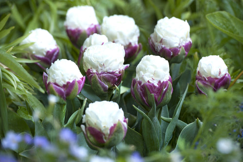 Cebulki do lodów tulipanowych - Cebulki kwiatowe z Holandii - DutchGrown