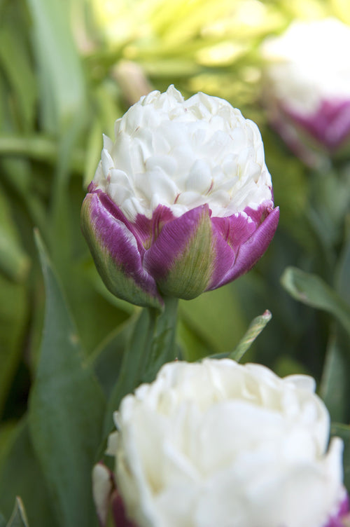 Tulipan (Tulipa) 'Ice Cream'