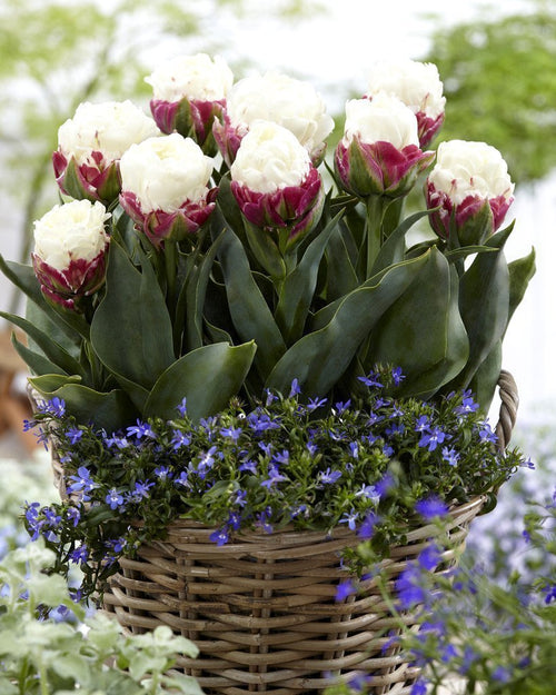 Kup lody tulipany z Holandii