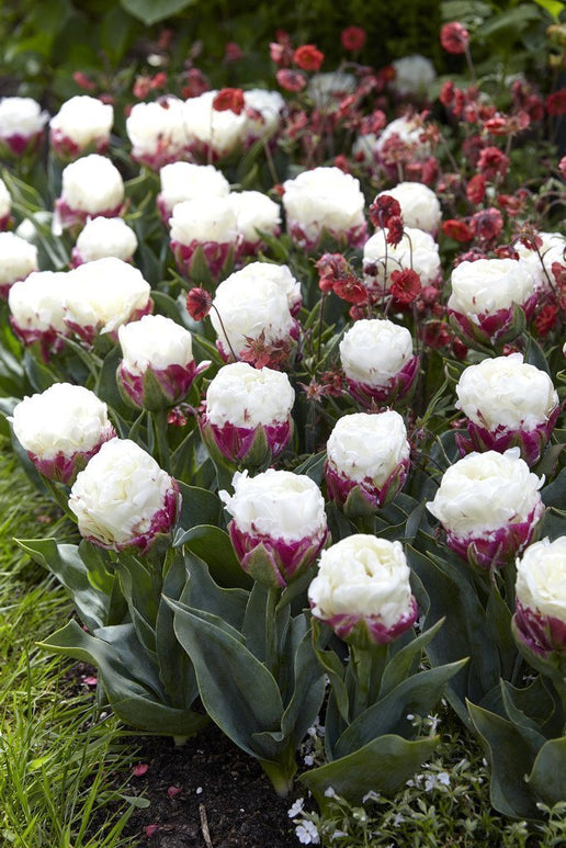 Cebulki do lodów tulipanów - Ogrodnictwo z cebulkami tulipanów