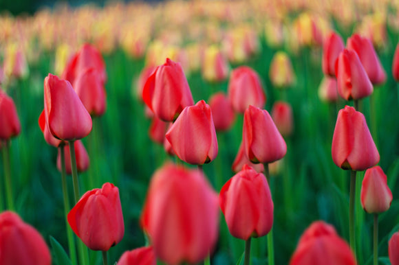 Tulipan Jumbo Cherry - Cebulki tulipanów