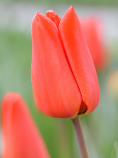Tulipan Orange XXL