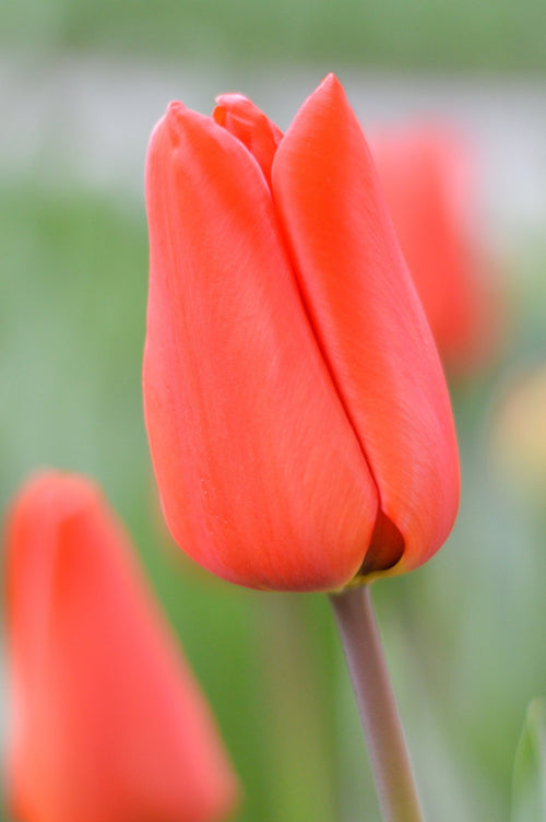 Tulipan Orange XXL