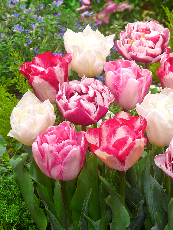 Kolekcja Tulip Marshmallow - Różowo-Biała - DutchGrown UK Shipping