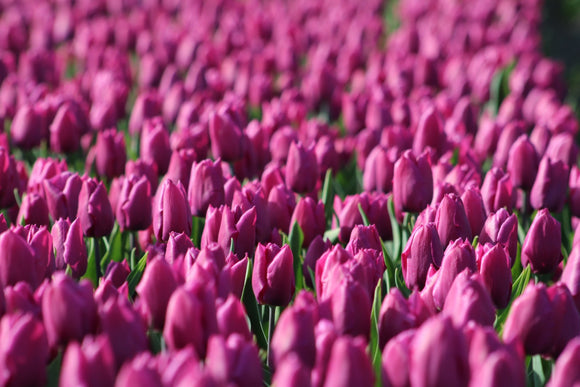 Kup Tulipan Negrita z Holandii - DutchGrown