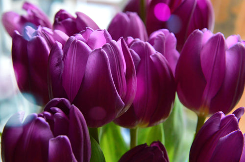 Kup Tulipan Negrita z Holandii - DutchGrown