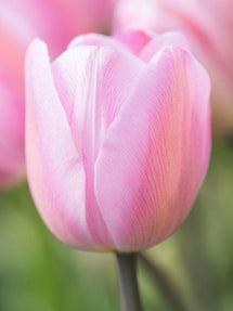 Tulipan Jumbo Pink