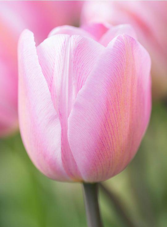 Tulipan Jumbo Pink - Ogromne Kwiaty Tulipanów