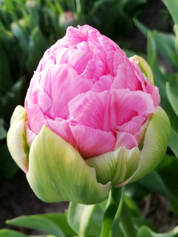 Tulipan Strawberry Cream - DutchGrown