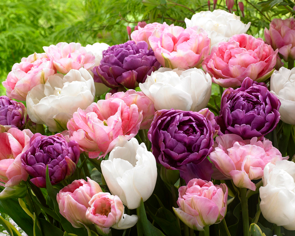 Kolekcja Tulipanów Wedding Gift z Holandii