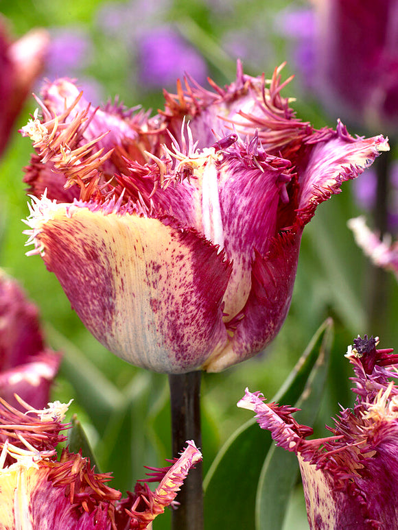 Tulipan Colour Fusion