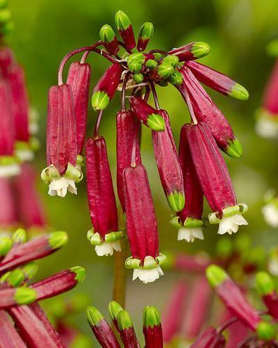 Dichelostemma Ida Maia cebule kwiatowe