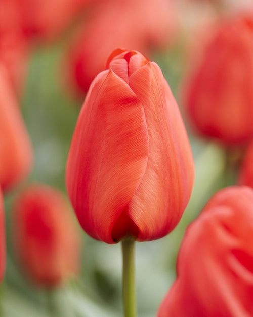 Tulip Orange XXL - Ogromny Pomarańczowy Tulipan z Holandii