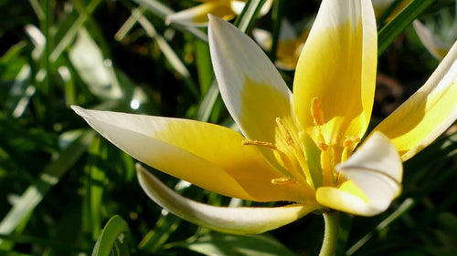  Tulipan Botaniczny Dasystemon Tarda Cebulki