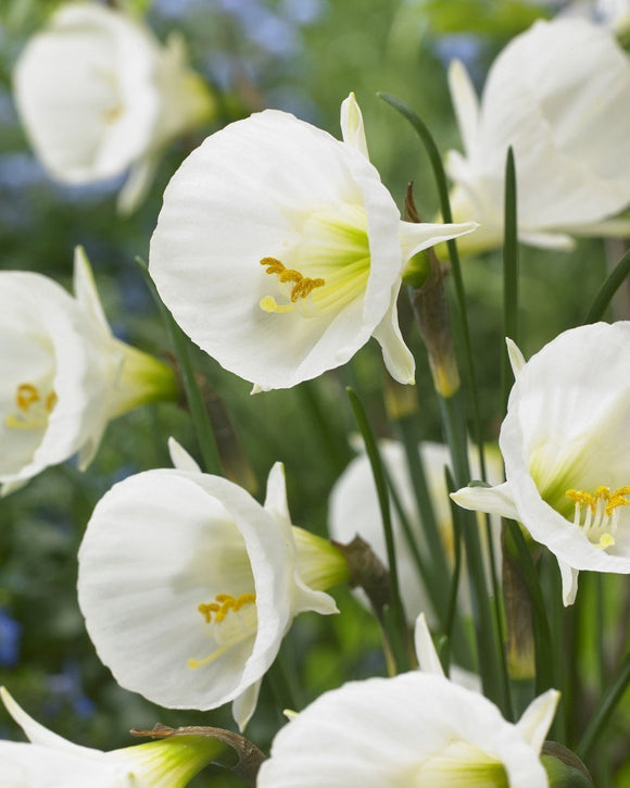 Żonkile cebulki bulbocodium White Petticoat