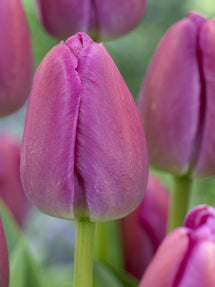 Tulipan Purple Pride