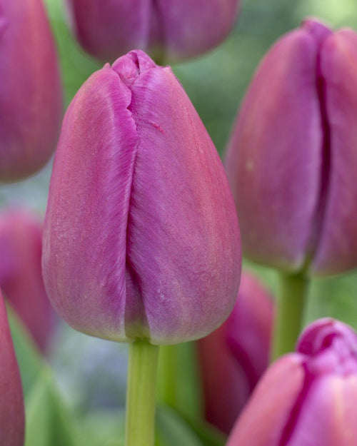 Tulipan Purple Pride